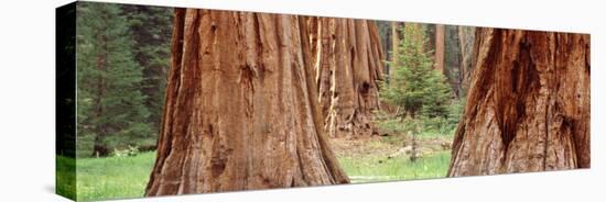 Sapling Among Full Grown Sequoias, Sequoia National Park, California, USA-null-Premier Image Canvas