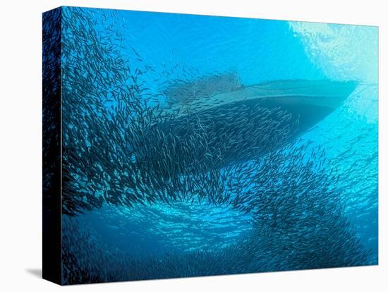 Sardines under the Boat-Henry Jager-Premier Image Canvas