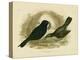 Satin Bowerbird, 1891-Gracius Broinowski-Premier Image Canvas