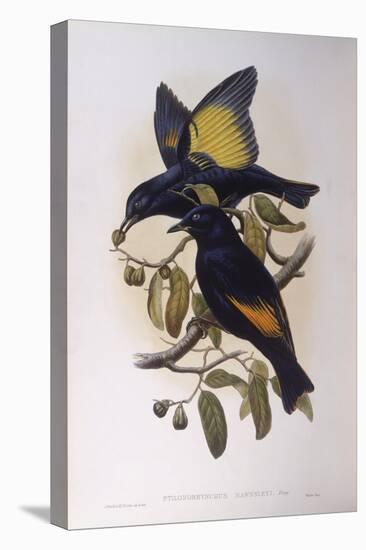 Satin Bowerbird (Ptilonorhynchus Violaceus)-John Gould-Premier Image Canvas