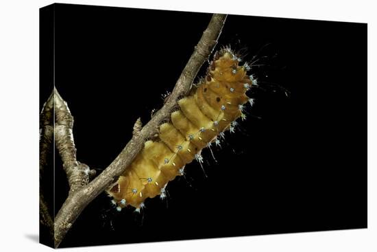 Saturnia Pyri (Giant Peacock Moth, Great Peacock Moth, Large Emperor Moth) - Caterpillar before Pup-Paul Starosta-Premier Image Canvas