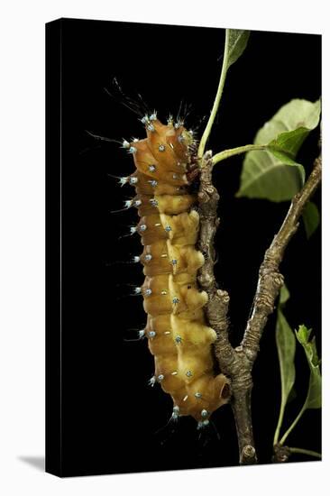 Saturnia Pyri (Giant Peacock Moth, Great Peacock Moth, Large Emperor Moth) - Caterpillar before Pup-Paul Starosta-Premier Image Canvas