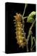 Saturnia Pyri (Giant Peacock Moth, Great Peacock Moth, Large Emperor Moth) - Caterpillar before Pup-Paul Starosta-Premier Image Canvas