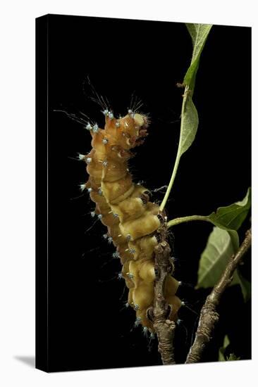 Saturnia Pyri (Giant Peacock Moth, Great Peacock Moth, Large Emperor Moth) - Caterpillar before Pup-Paul Starosta-Premier Image Canvas