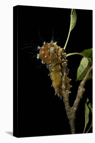 Saturnia Pyri (Giant Peacock Moth, Great Peacock Moth, Large Emperor Moth) - Caterpillar before Pup-Paul Starosta-Premier Image Canvas