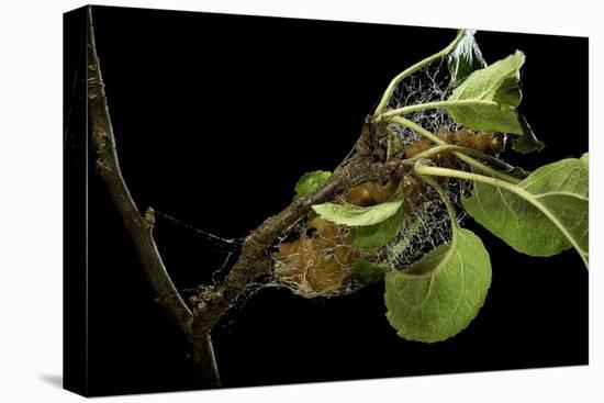 Saturnia Pyri (Giant Peacock Moth, Great Peacock Moth, Large Emperor Moth) - Caterpillar Spinning C-Paul Starosta-Premier Image Canvas