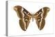 Saturniid Moth (Cynthia Moth) (Samia Walkeri), Insects-Encyclopaedia Britannica-Stretched Canvas