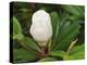 Saucer Magnolia-Adam Jones-Premier Image Canvas