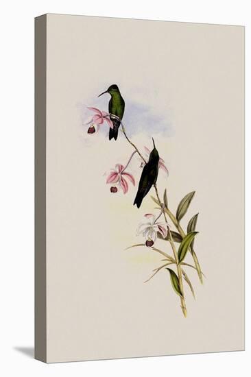 Saucerotte's Erythronote, Erythronota Saucerottei-John Gould-Premier Image Canvas