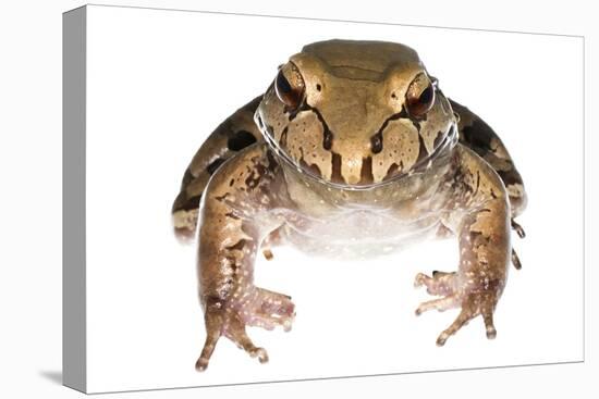 Savage'S Thin-Toed Frog (Leptodactylus Savagei) Isla Colon, Panama. Meetyourneighbours.Net Project-Jp Lawrence-Premier Image Canvas