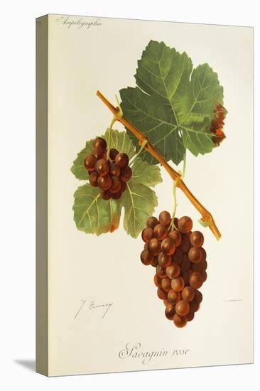 Savagnin Rose Grape-J. Troncy-Premier Image Canvas