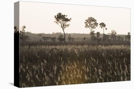 Savanna Rupununi, Guyana-Pete Oxford-Premier Image Canvas