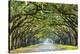 Savannah, Georgia, USA Oak Tree Lined Road at Historic Wormsloe Plantation.-SeanPavonePhoto-Premier Image Canvas