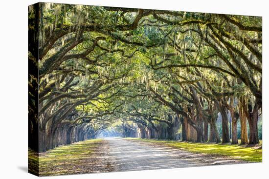 Savannah, Georgia, USA Oak Tree Lined Road at Historic Wormsloe Plantation.-SeanPavonePhoto-Premier Image Canvas