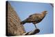 Savannah Hawk-Joe McDonald-Premier Image Canvas