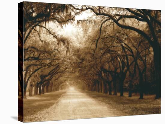 Savannah Oaks I-Alan Hausenflock-Premier Image Canvas