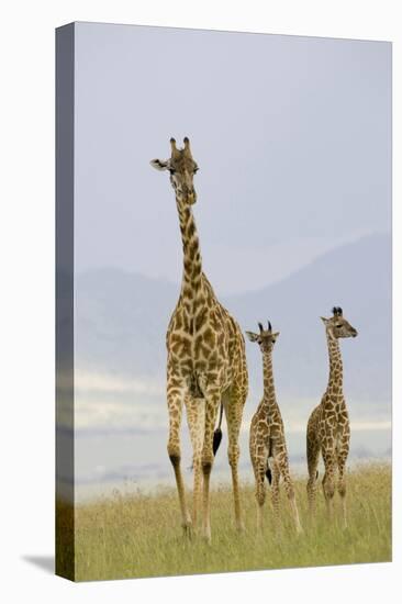 Savannah Strut-Susann Parker-Premier Image Canvas