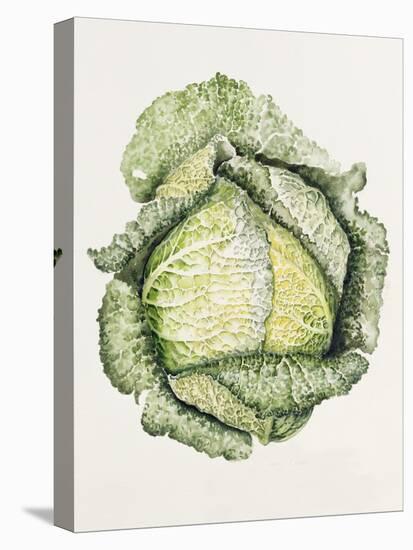 Savoy Cabbage-Alison Cooper-Premier Image Canvas