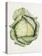 Savoy Cabbage-Alison Cooper-Premier Image Canvas