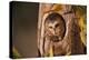 Saw-Whet Owl in Aspen Tree-W^ Perry Conway-Premier Image Canvas