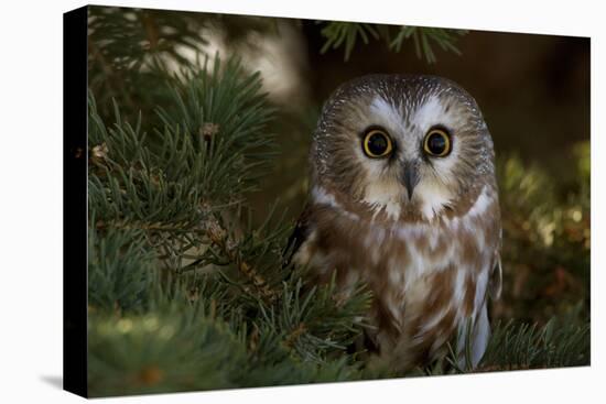 Saw-Whet Owl in Pine Tree-W^ Perry Conway-Premier Image Canvas