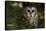 Saw-Whet Owl in Pine Tree-W^ Perry Conway-Premier Image Canvas