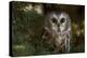 Saw-Whet Owl in Pine Tree-W^ Perry Conway-Premier Image Canvas