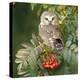 Saw-Whet Owl Perched in Rowan Tree-null-Premier Image Canvas