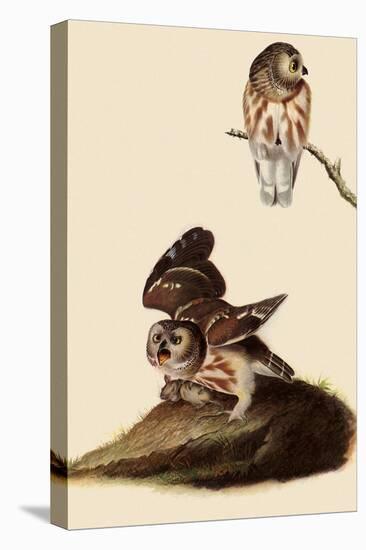 Saw-Whet Owls-John James Audubon-Premier Image Canvas