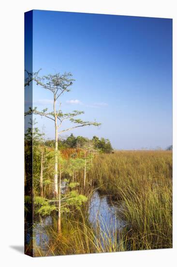 Sawgrass Highlighted in Light, Everglades National Park, Florida, USA-Chuck Haney-Premier Image Canvas