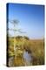 Sawgrass Highlighted in Light, Everglades National Park, Florida, USA-Chuck Haney-Premier Image Canvas