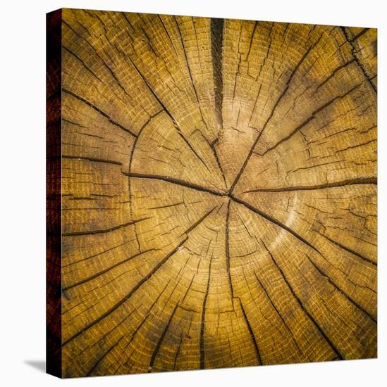 Sawn log showing growth rings (Dendrochronology)-Panoramic Images-Premier Image Canvas