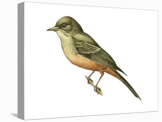 Say's Phoebe (Sayornis Saya), Birds-Encyclopaedia Britannica-Stretched Canvas