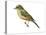 Say's Phoebe (Sayornis Saya), Birds-Encyclopaedia Britannica-Stretched Canvas