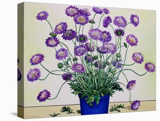 Scabious, 2019 (Watercolour on Paper)-Christopher Ryland-Premier Image Canvas