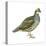 Scaled Quail (Callipepla Squamata), Birds-Encyclopaedia Britannica-Stretched Canvas