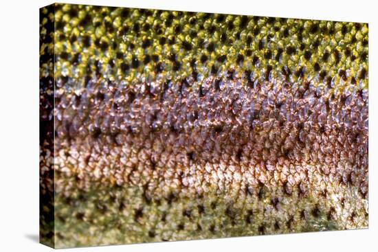 Scales of Rainbow Trout-Matt Jones-Premier Image Canvas