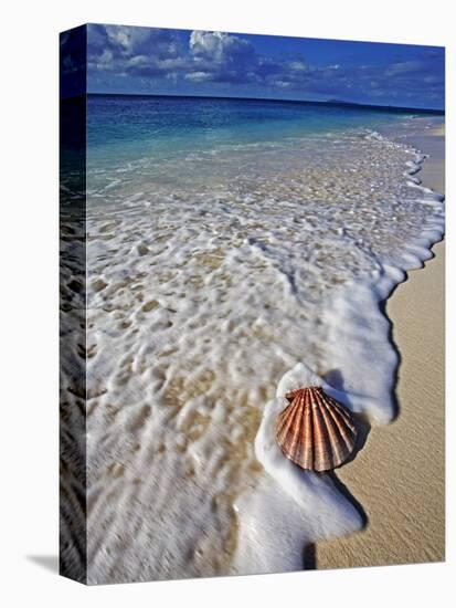 Scallop Shell in the Surf-Martin Harvey-Premier Image Canvas
