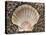 Scallop Shell on Beach, Normandy, France-Philippe Clement-Premier Image Canvas