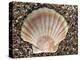 Scallop Shell on Beach, Normandy, France-Philippe Clement-Premier Image Canvas