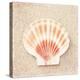 Scallop Shell-Carolyn Cochrane-Stretched Canvas