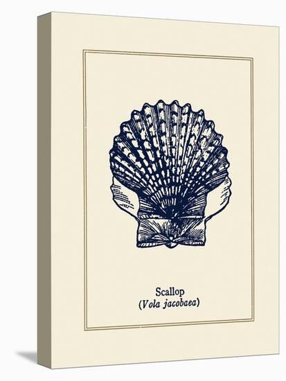 Scallop Shell-Gregory Gorham-Stretched Canvas