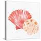 Scallop Shells 1-Kimberly Allen-Stretched Canvas