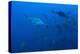 Scalloped Hammerhead Shark School (Sphyrna Lewini)-Reinhard Dirscherl-Premier Image Canvas