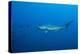 Scalloped Hammerhead Shark (Sphyrna Lewini)-Reinhard Dirscherl-Premier Image Canvas