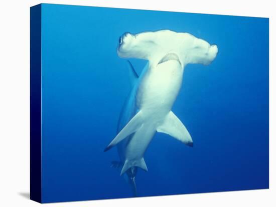 Scalloped Hammerhead Shark-Michele Westmorland-Premier Image Canvas