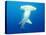 Scalloped Hammerhead Shark-Michele Westmorland-Premier Image Canvas