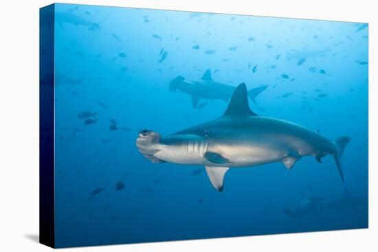 Scalloped Hammerhead Shark-Michele Westmorland-Premier Image Canvas