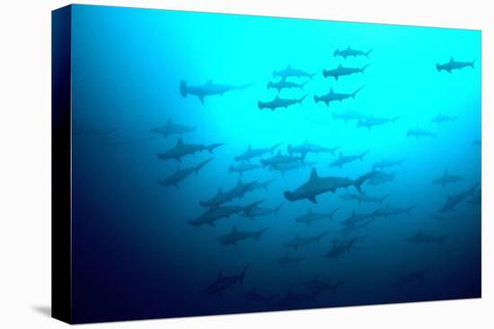 Scalloped Hammerhead Sharks Looking Up to See-null-Premier Image Canvas