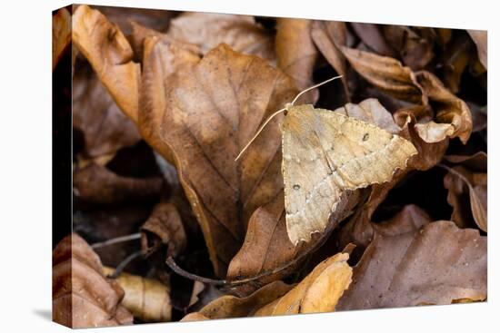 Scalloped hazel moth, Wye Valley, Monmouthshire, Wales-Chris Mattison-Premier Image Canvas